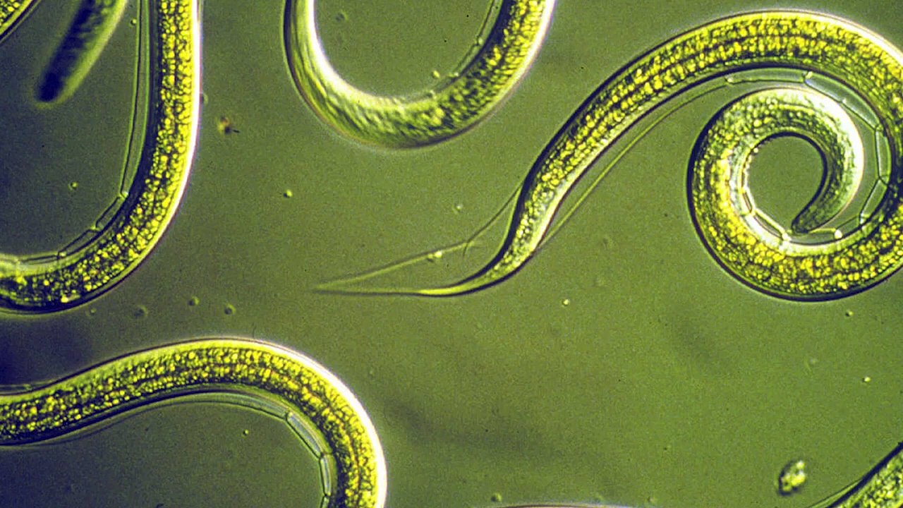 RANKING DE ANIMAIS MATADORES DE HUMANOS