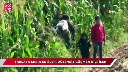 Tarlaya mısır ektiler, düzensiz göçmen biçtiler