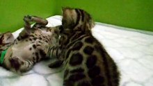 Chatons03oct19