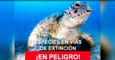 Las cifras de las especies en peligro de extinción, en píxeles