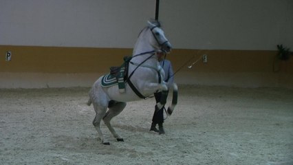 Cómo bailan los "Caballos Andaluces" ¡Espectacular!
