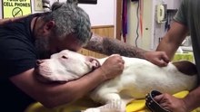 A despedida entre um homem e o seu cão após 14 anos juntos