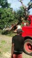 Dégâts des fortes pluies d'hiewr : Opération d'abattage d'arbres aux alentours de l'Assemblée nationale