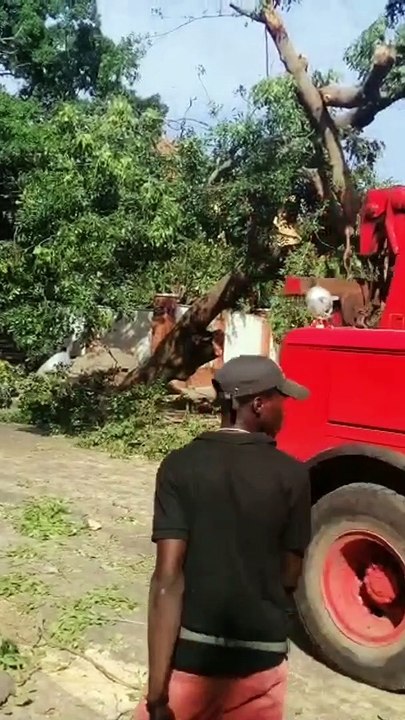 Dégâts des fortes pluies d'hiewr : Opération d'abattage d'arbres aux alentours de l'Assemblée nationale