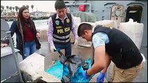 Incautados 12 millones de caballitos de mar disecados en Perú