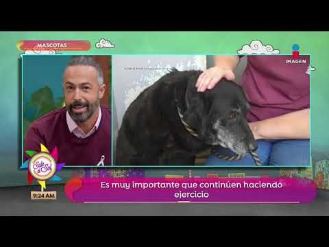 Principales cuidados para perros mayores | Sale el Sol