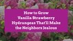 How to Grow Vanilla Strawberry Hydrangeas That'll Make the Neighbors Jealous