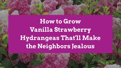 How to Grow Vanilla Strawberry Hydrangeas That'll Make the Neighbors Jealous