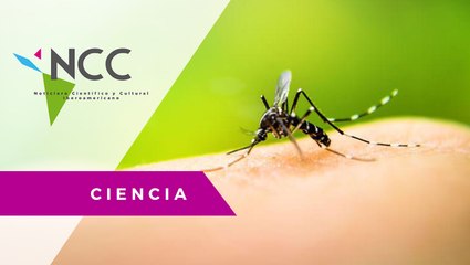 Luchar contra la plaga del dengue es un hábito de todos los días