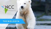 Osa polar cautiva a los visitantes del zoológico de Berlín