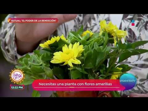 Ritual para vender propiedades de manera rápida con Mario Vannucci | Sale el Sol