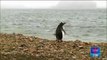Hallan restos de microplásticos en pingüinos de la Antártida | Noticias con Yuriria Sierra