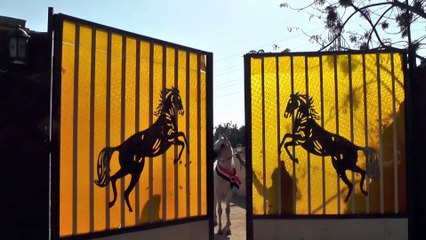 Arabian Horses at Farm