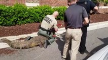 Regardez ce qu'ils découvrent dans un buisson en floride, USA... Gros alligator