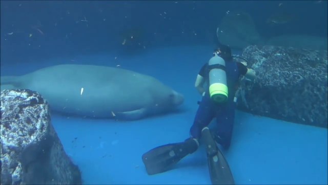 Ce gros lamantin vient embeter un plongeur. Trop drole