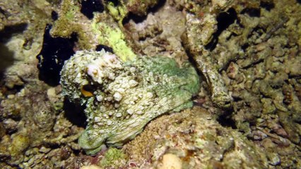 Octopus Changes Its Colors