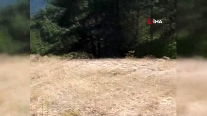 Havuza düşen kurdu itfaiye kurtardı