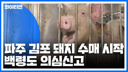 파주·김포 사육돼지 수매 시작...백령도 의심신고 / YTN