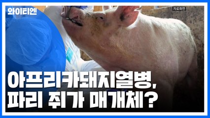 ASF 파리·쥐가 매개체?..."혈액 백만분의 1cc 묻어도 전파" / YTN