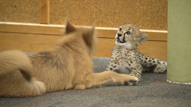 Un bébé guépard et un chiot deviennent les meilleurs amis du monde au zoo de Cincinnati