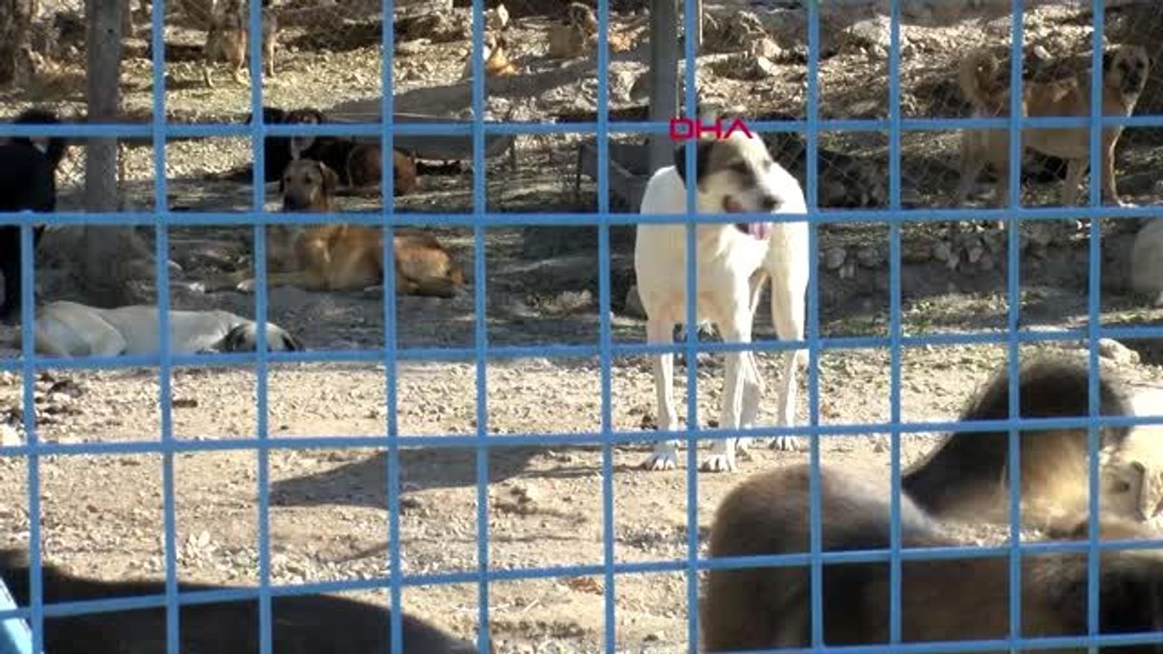 İzmir her yıl onlarca sahipli köpek yazlıkçılar tarafından sokağa bırakılıyor