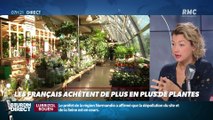 Dupin Quotidien : Les Français achètent de plus en plus de plantes - 04/10