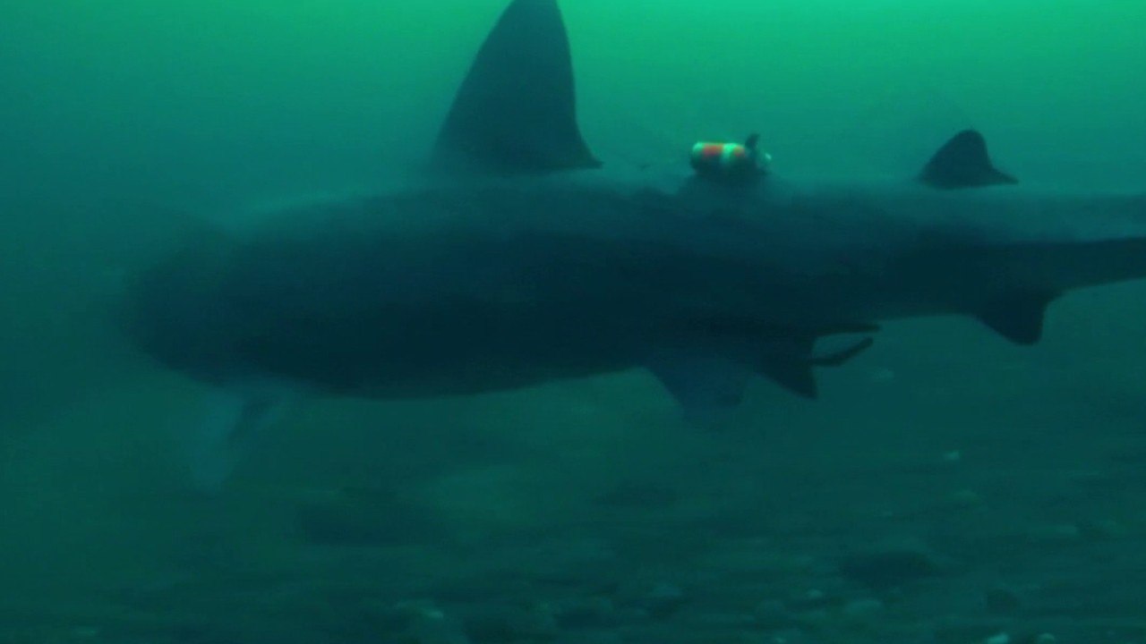 Sans frontières - Des robots marins pour comprendre les requins pèlerins