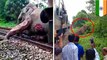 Bikin ngilu, gajah penuh luka setelah tertabrak kereta - TomoNews
