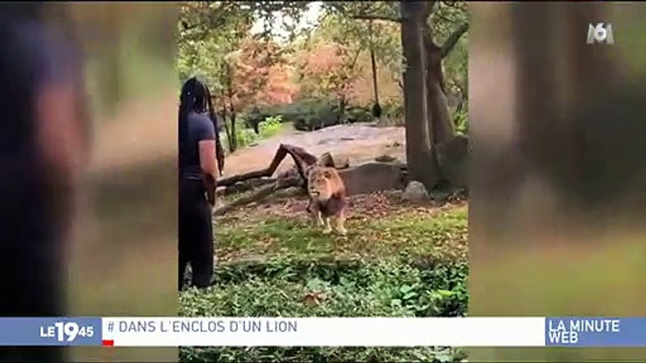 New York. Une femme s’introduit dans l’enclos des lions, le zoo porte plainte