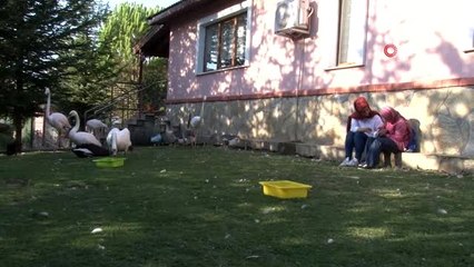 Küçük yaşta eğitim, hayvan sevgisini gelecek nesillere aşılıyor