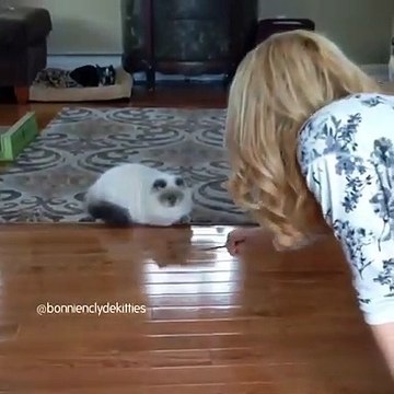 Ce mignon matou devient fou quand sa maîtresse brandit ce jouet, mais regardez bien l'arrière plan