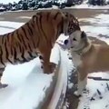 Scéne surréaliste : L’insolite amitié entre un tigre et un chien ! frères inséparables et affectueux du jamais-vu!