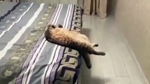C'est le week-end; ce chat qui se relaxe sur le lit de son maître est la vidéo la plus mignonne que vous verrez aujourd'hui