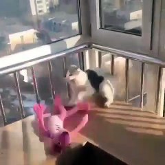 On a trouvé la réaction la plus extrême d'un chat à une mauvaise blague