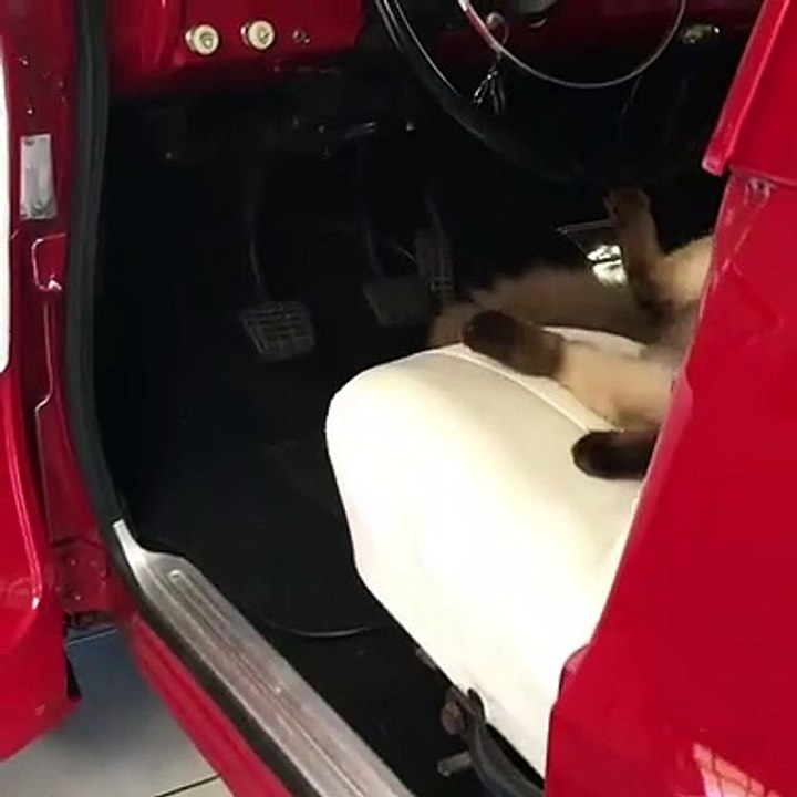Ce chat est le roi de la mafia