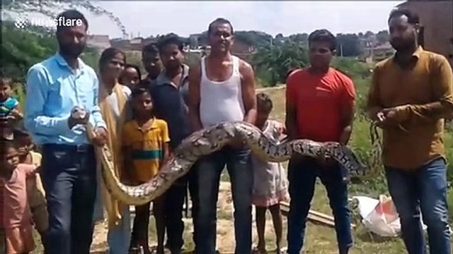 Monster 15-foot rock python regurgitates jackal pup in northern India