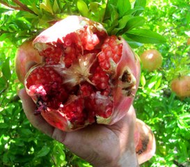 Nar ekşisi yapımında kullanılan "Yaylacık Narı"nın hasadı başladı