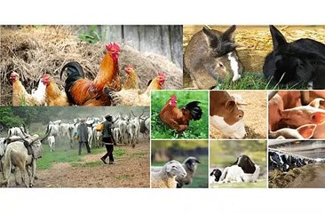 OXYTECH SOLUTIONS AG Life Stock & Farming Video