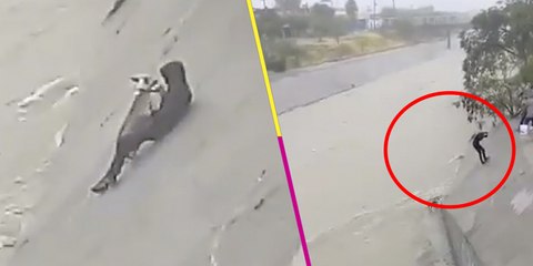 Así arriesgaron su vida unos chavales para salvar a un perrito de ahogarse