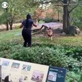 New York polisi, aslan inine girip dans eden kadını arıyor