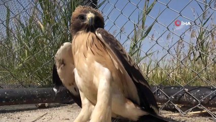 4 Ekim dünya hayvanları koruma günü