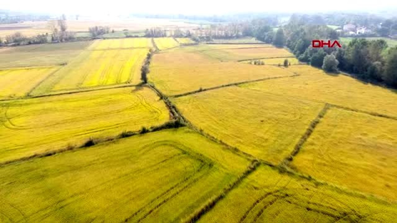 Sinop'ta çeltik hasadı