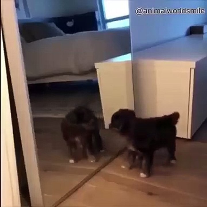 On vous met aux défis... Essayez de ne pas rire ! Des animaux pas très sympa... Voici une Compil hilarante d'animaux!