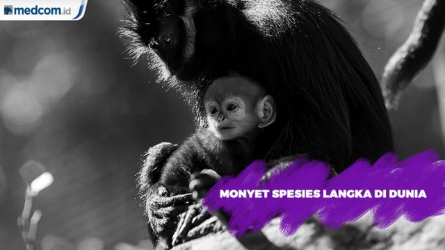 Monyet Spesies Langka di Dunia