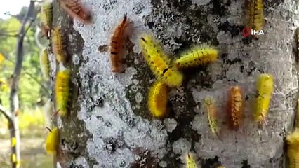Tırtıllara hava harekatı böyle görüntülendi