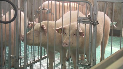 파주·김포 수매 첫날...현장은 혼란 / YTN