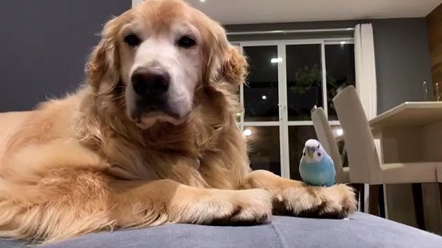 Ce petit oiseau a trouvé un nid bien doué... Vous allez être surpris !