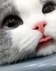 Pelage original; yeux splendides ce chat est sans doute le plus mignon du web... Elle est divine !