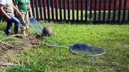 IAP captura capivara no Ceep, em Cascavel
