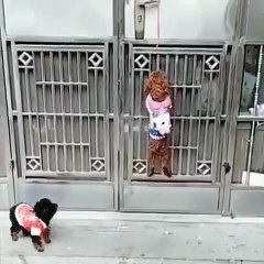 Ce petit chien ouvre la porte à son ami. Tellement intelligent!
